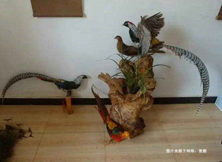 荷蘭蕉鵑生態(tài)動物標(biāo)本進口報關(guān)資料