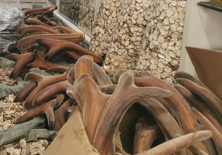 新西蘭鹿角進(jìn)口報關(guān)資質(zhì)流程-20年廣州中藥材報關(guān)行