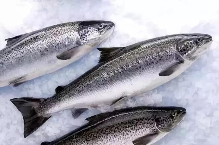 智利三文魚進(jìn)口報(bào)關(guān)流程