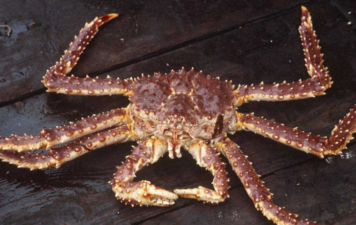 帝王蟹進口清關(guān)手續(xù)