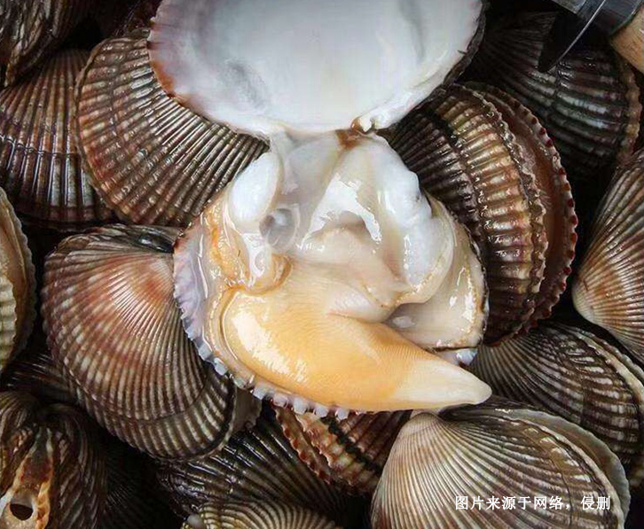 菲律賓扇貝進口報關資料