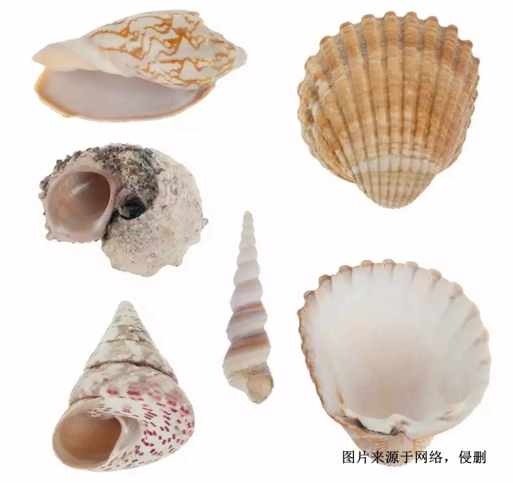 印尼日月貝貝殼進口報關流程到廣州黃埔普貨案例