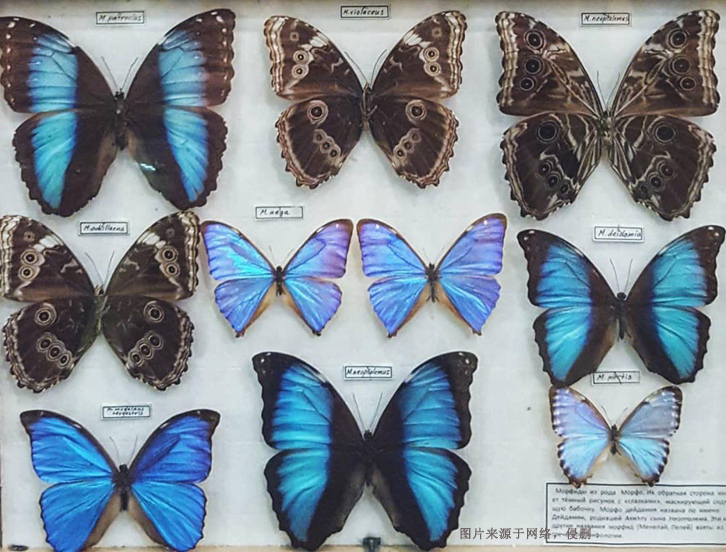 進口蝴蝶標本報關費用_昆蟲標本工藝品快速通關