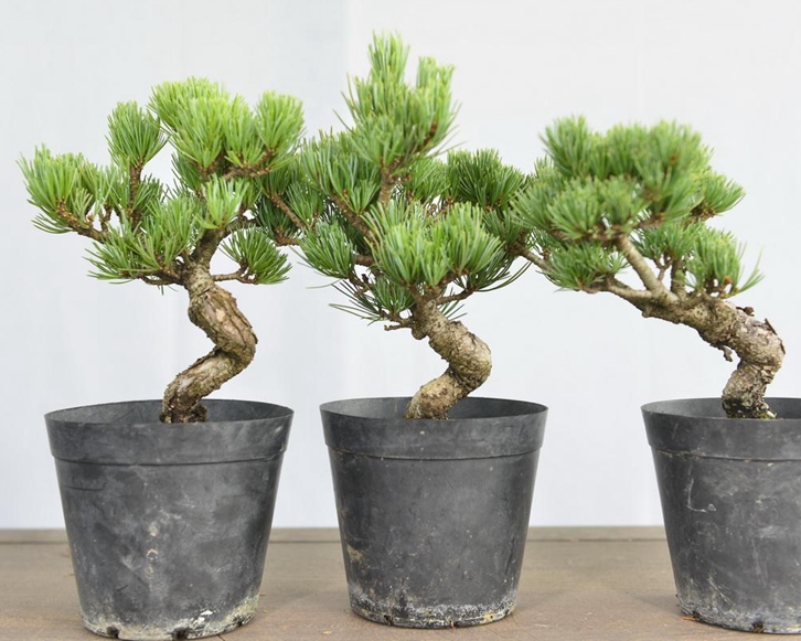 進(jìn)口日本盆栽植物報(bào)關(guān)流程