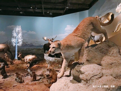 南非獅子動物標(biāo)本進(jìn)口報關(guān)資料_如何辦理瀕危許可證