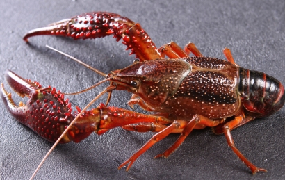 鮮活小龍蝦進口清關怎么操作？需要多長時間？