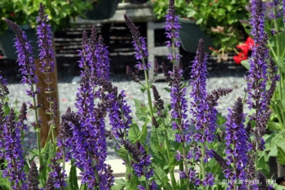 馬來(lái)西亞鼠尾草進(jìn)口報(bào)關(guān)資料_廣州香料清關(guān)流程