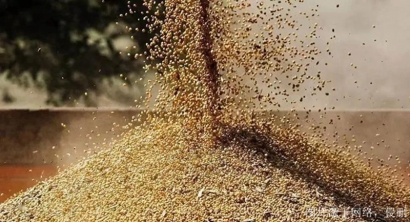 俄羅斯菜籽粕進(jìn)口報(bào)關(guān)資料_天津菜籽粕飼料清關(guān)費(fèi)用