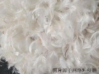 越南鴨毛進(jìn)口報(bào)關(guān)資料_火雞毛,鴕鳥毛,孔雀毛清關(guān)