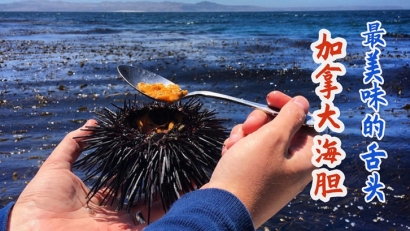 加拿大進口海膽清關費用多少錢？