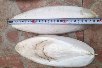 工業用墨魚骨代理報關進口小知識，快來看一下