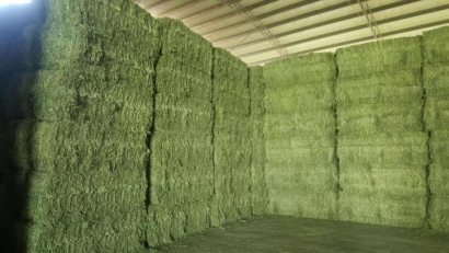 青島進口苜蓿草清關流程？苜蓿草進口準入國家