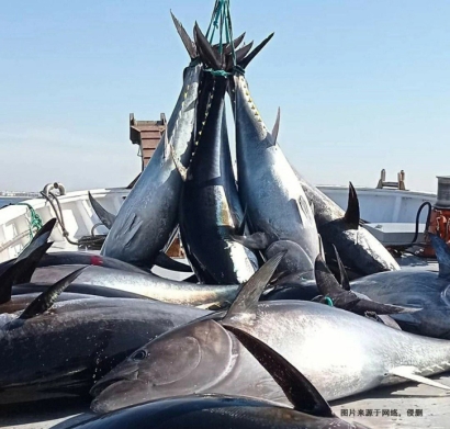 美國(guó)金槍魚進(jìn)口報(bào)關(guān)費(fèi)用_省50%冷凍魚清關(guān)費(fèi)用