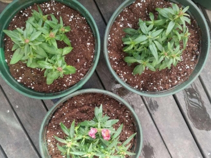 青島進口椰糠報關(guān)公司：椰糠進口清關(guān)流程及資料