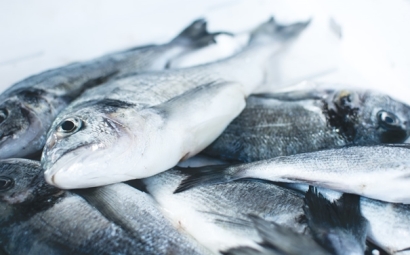 冷凍魚進口報關注意事項有這些，參考一下