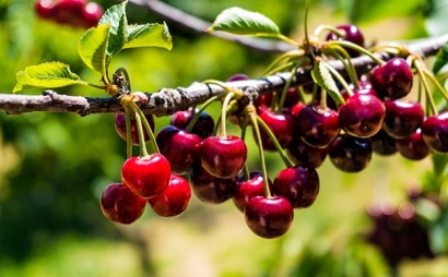 進口櫻桃報關申報流程是怎樣的？