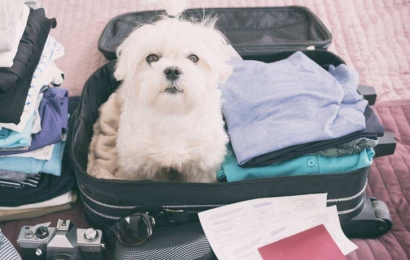 北京機(jī)場(chǎng)寵物進(jìn)口報(bào)關(guān)流程_寵物托運(yùn)回國(guó)費(fèi)用