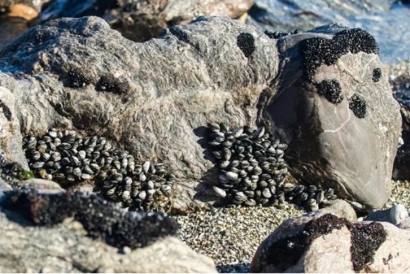 巖石進(jìn)口清關(guān)代理流程及資料_進(jìn)口巖石注意事項