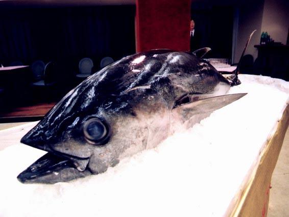 斯里蘭卡冰鮮金槍魚進口報關 斯里蘭卡冰鮮金槍魚進口報關