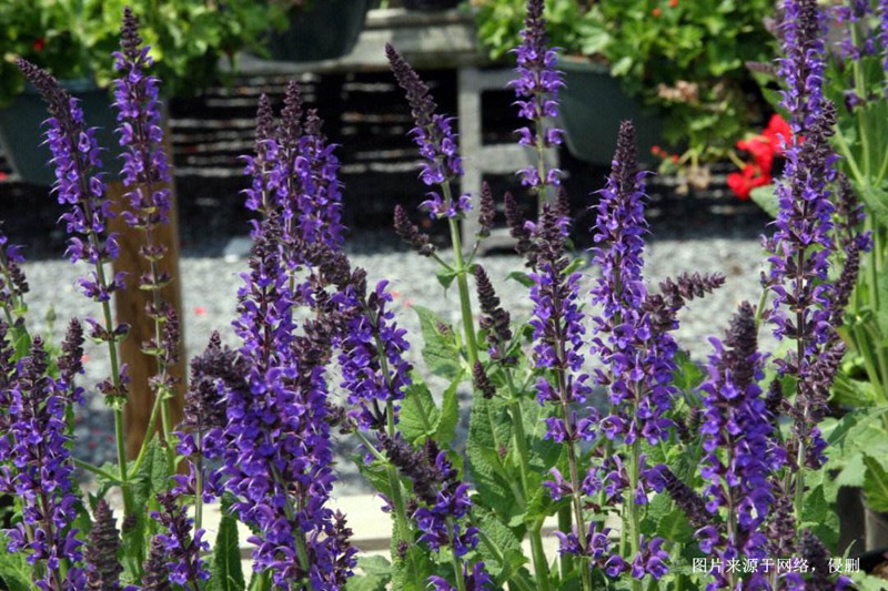 馬來西亞鼠尾草進口報關資料 馬來西亞鼠尾草進口報關資料