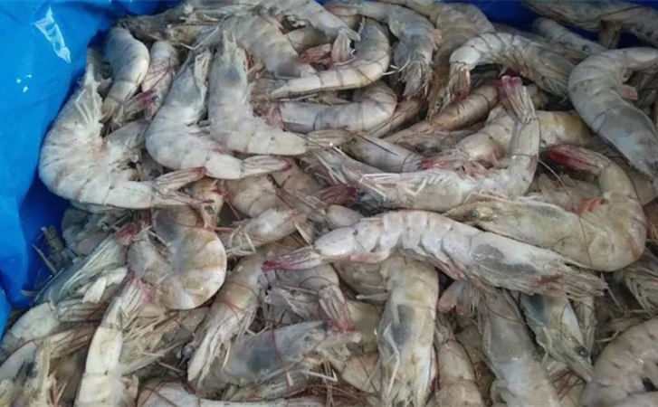 厄瓜多爾冷凍蝦進口清關代理一站式所需資料以及資質 厄瓜多爾冷凍蝦進口清關